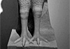 Le sirene non sono belle
