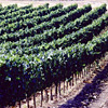 Brunello di Montalcino Montalcino
