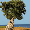 San Domenico Golf Sevelletri di Fasano