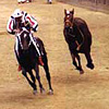 Siena's Palio Horse Race Siena