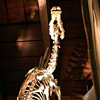 Museum of Natural History - venice