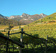 L'arte del vino in Alto Adige
