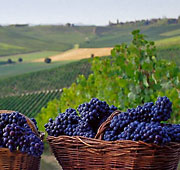 Land of wine and truffles