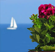 Liguria mare, fiori e palme