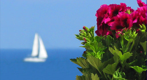 Liguria mare, fiori e palme
