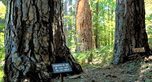 La foresta dei giganti