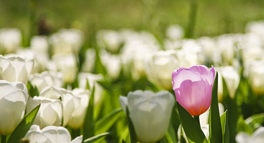 La Festa dei tulipani