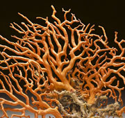 I poteri del corallo