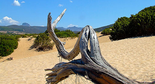 Le dune del Maestrale