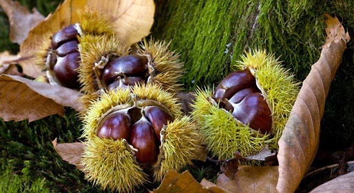 Fall feasts in Tuscany