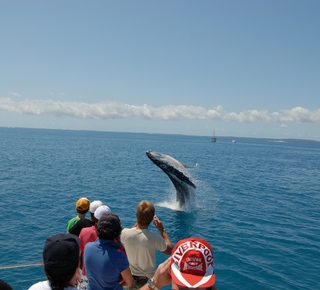 Whale watching Hotel