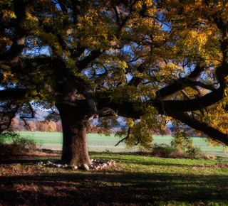 Quercia delle "Checche" Hotel