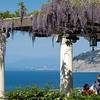 Bellevue Syrene Sorrento