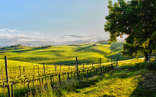 Fattoria Forano Farmhouse Holidays Appignano