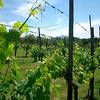 Agriturismo Borgodoro Magliano Sabina